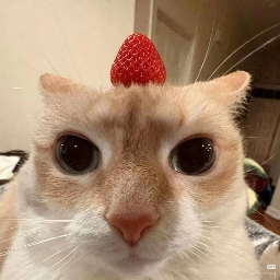 ChocoTorta